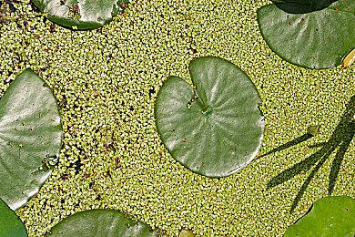 《寂静岭2：重制版》IGN日本10分 系列未来标杆